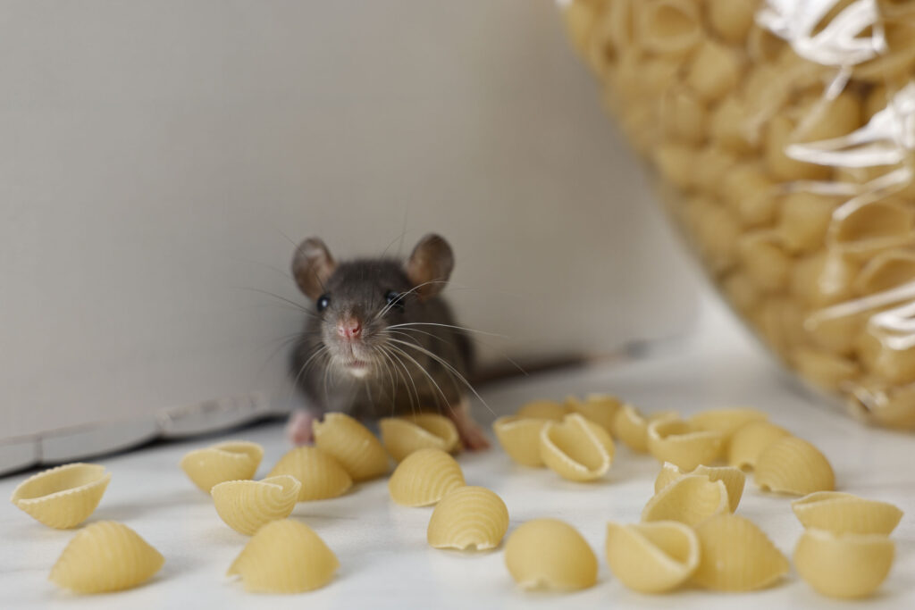 photo souris